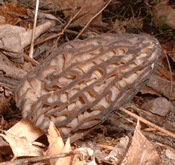 morel-6951064