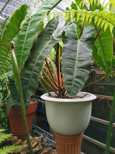 Philodendron with orange stem