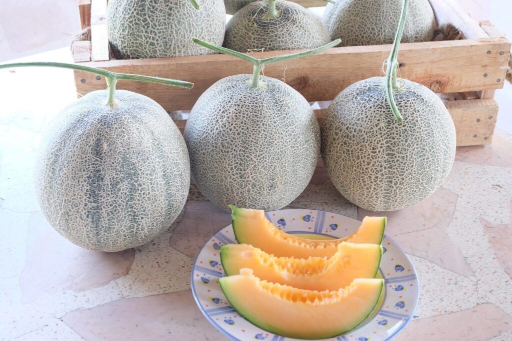 Melon and Cantaloupe1