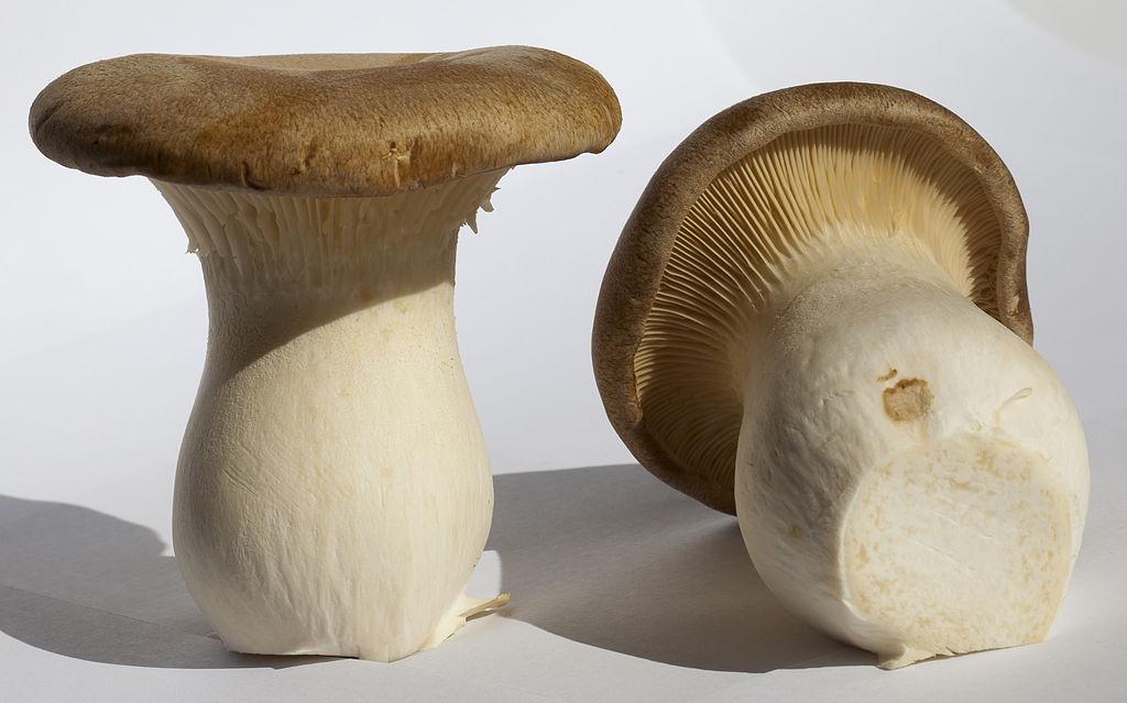 Eringi mushroom menu