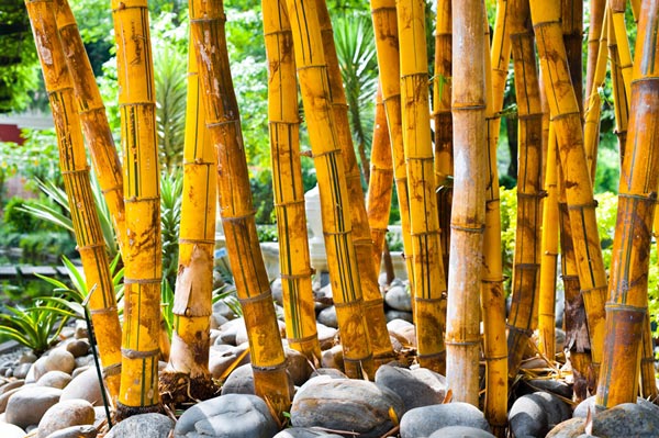 ripe bamboo