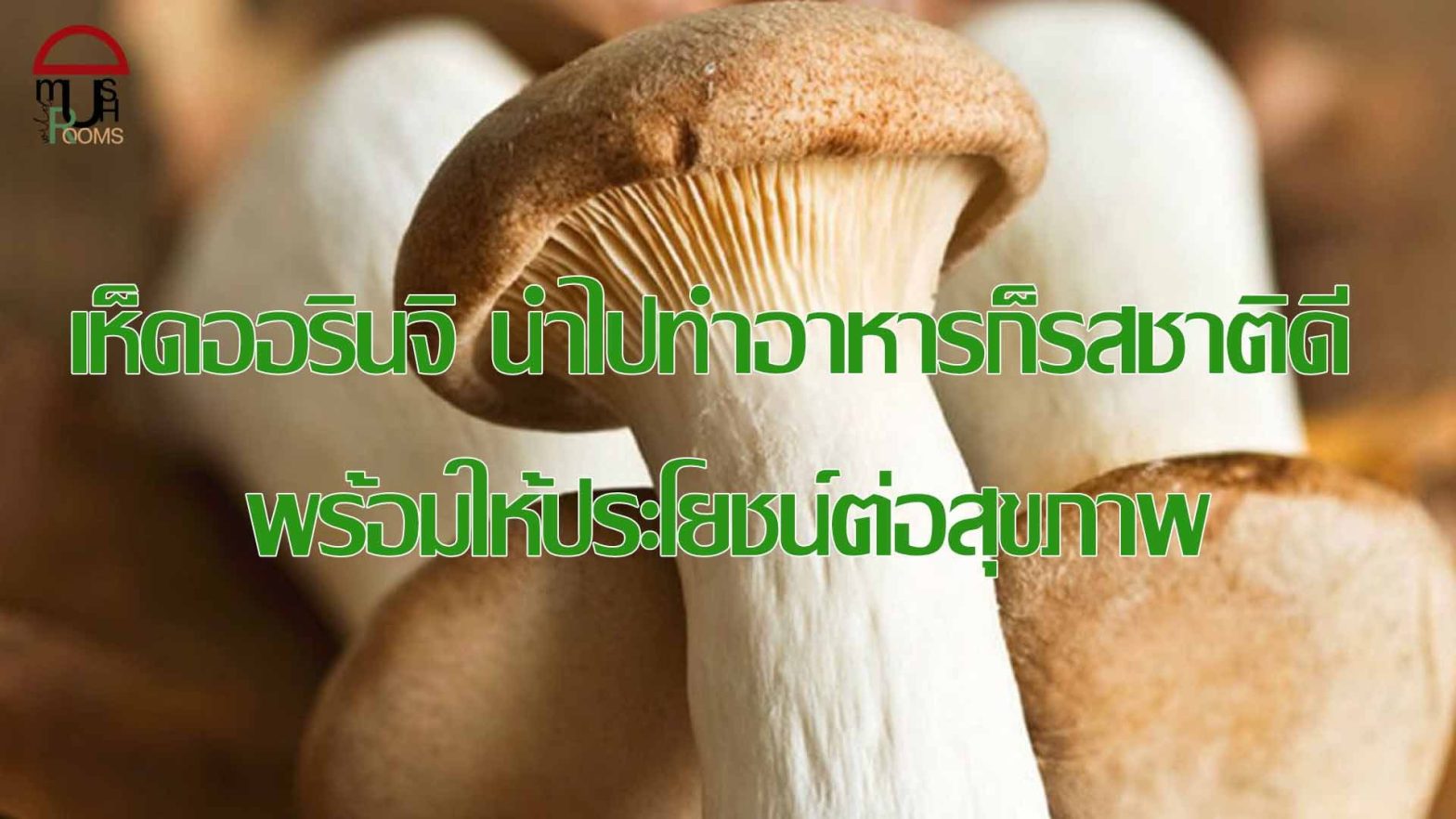 เห็ด — wildmushrooms