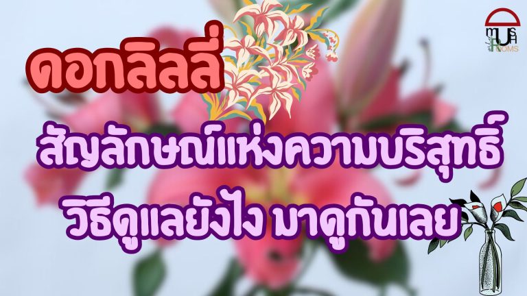 e0b894e0b8ade0b881e0b8a5e0b8b4e0b8a5e0b8a5e0b8b5e0b988-3320999