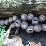 Ксилярия многообразная (Xylaria polymorpha): комплексный обзор биологии, экологии, размножения и потенциального применения