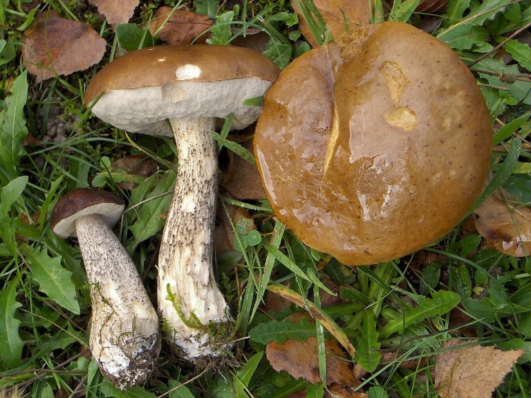 Brown birch bolete