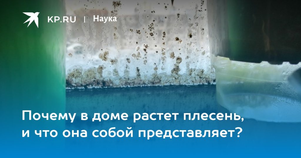 Летние грибы 2026 правила безопасного сбора после дождей
