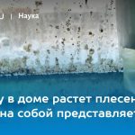 Летние грибы 2026 правила безопасного сбора после дождей