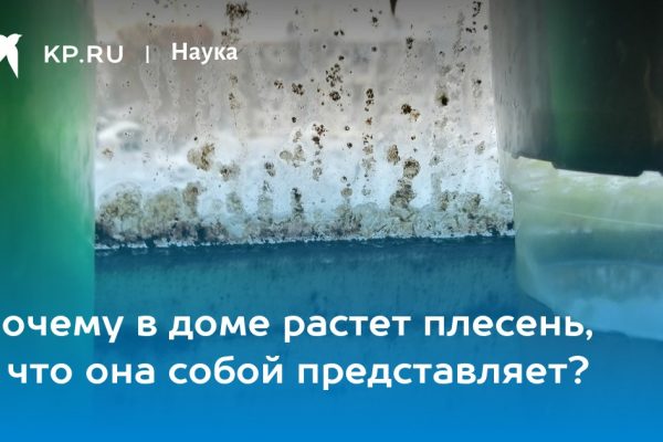 Летние грибы 2026 правила безопасного сбора после дождей