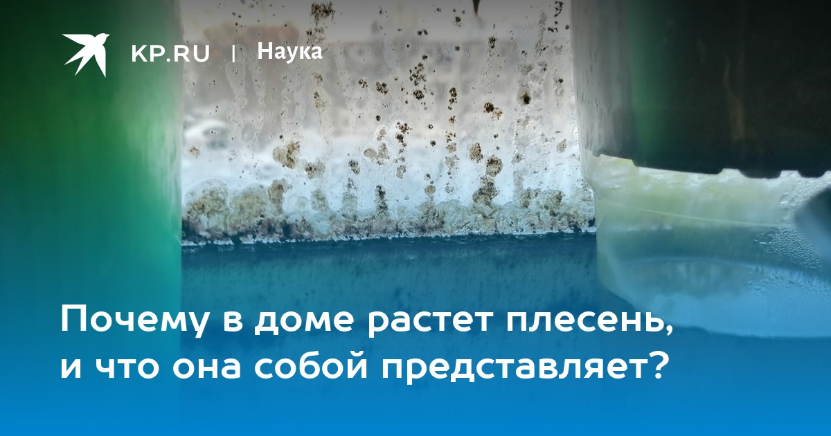 Летние грибы 2026 правила безопасного сбора после дождей