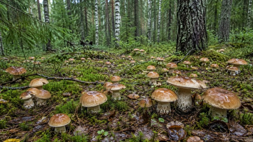 Грибы после ливня — влажность не гарантирует свежесть