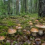 Грибы после ливня — влажность не гарантирует свежесть