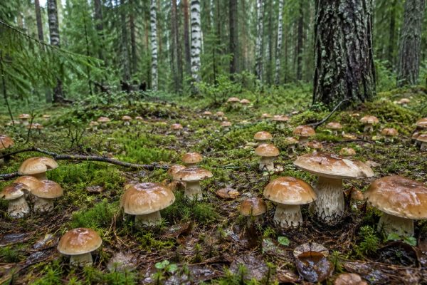Грибы после ливня — влажность не гарантирует свежесть