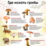 Какие грибы собирать в августе 2026 года при засухе