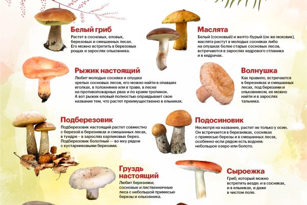 Какие грибы собирать в августе 2026 года при засухе