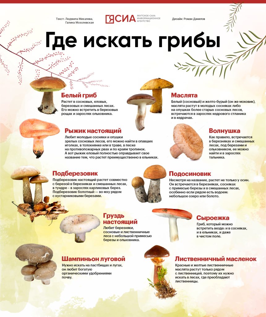 Какие грибы собирать в августе 2026 года при засухе