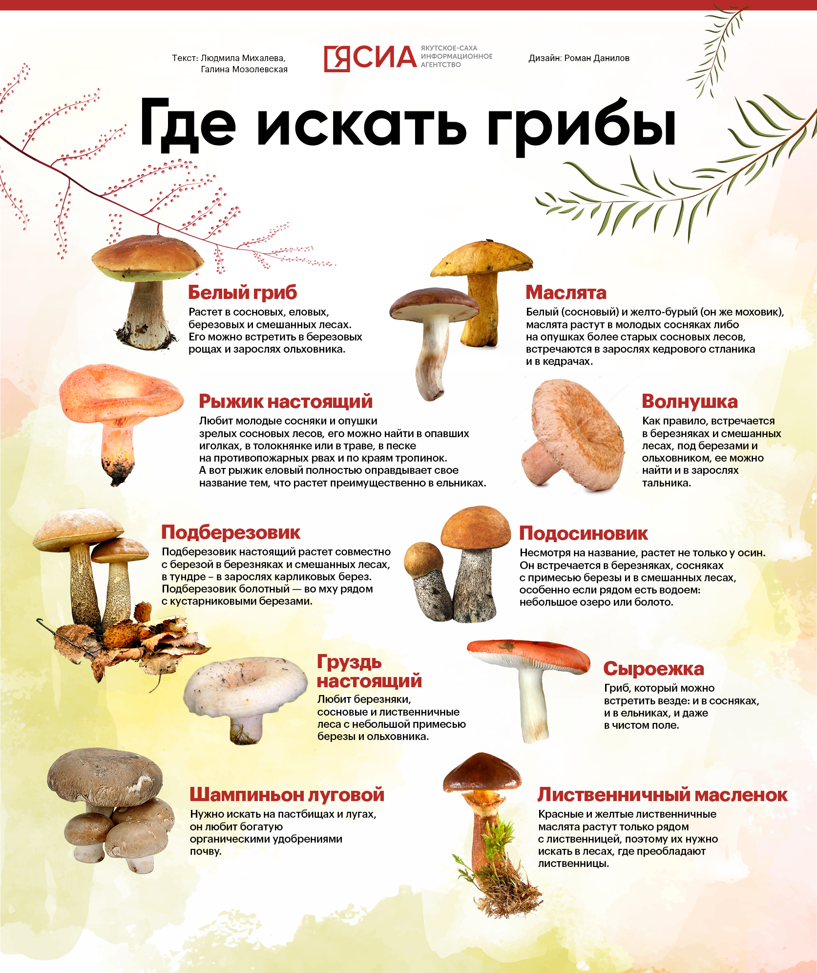 Какие грибы собирать в августе 2026 года при засухе