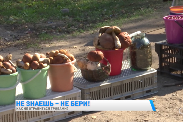 ИИ определение грибов снижает риск отравления в лесу