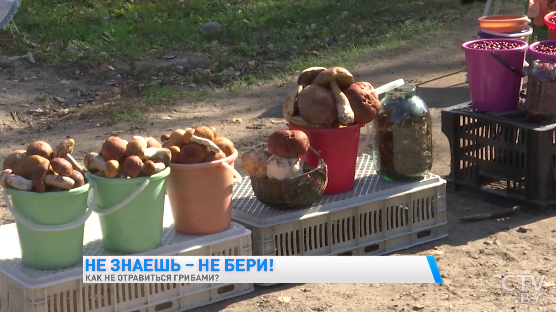 ИИ определение грибов снижает риск отравления в лесу
