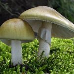 Бледная поганка Amanita phalloides угрожает грибникам Подмосковья