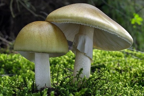 Бледная поганка Amanita phalloides угрожает грибникам Подмосковья