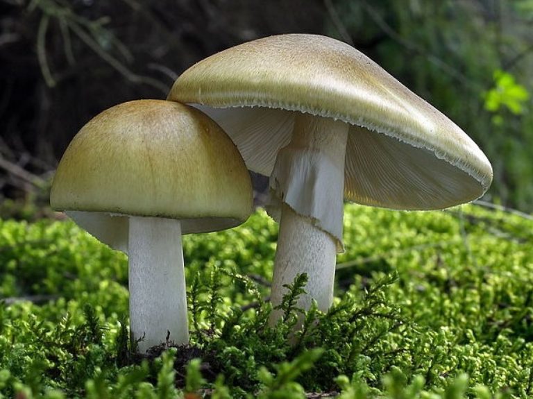 Бледная поганка Amanita phalloides угрожает грибникам Подмосковья
