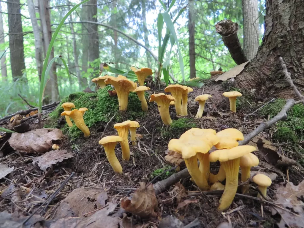 Сбор лисичек Cantharellus cibarius достиг пикового уровня в подмосковных лесах