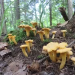 Сбор лисичек Cantharellus cibarius достиг пикового уровня в подмосковных лесах