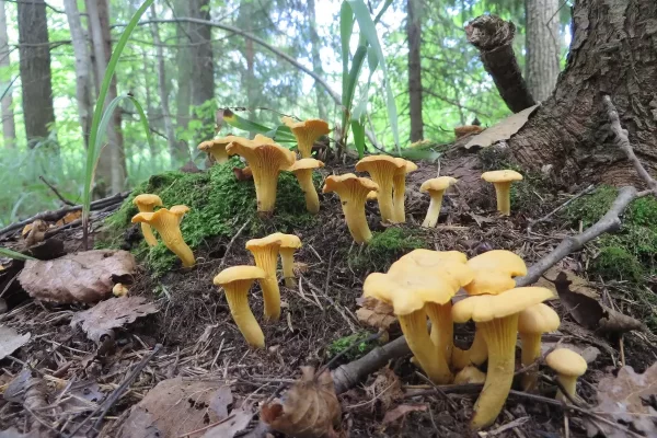 Сбор лисичек Cantharellus cibarius достиг пикового уровня в подмосковных лесах