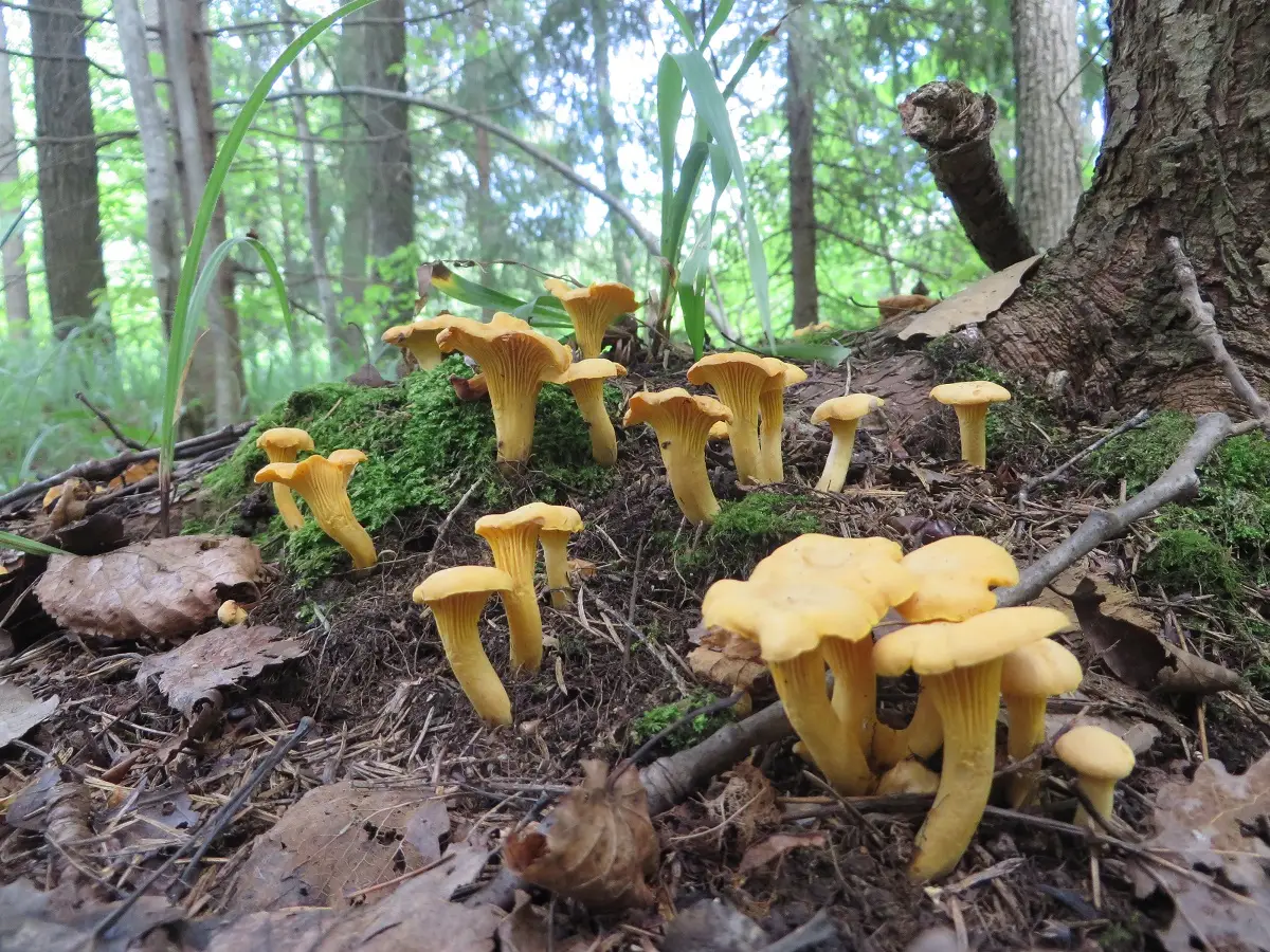 Сбор лисичек Cantharellus cibarius достиг пикового уровня в подмосковных лесах