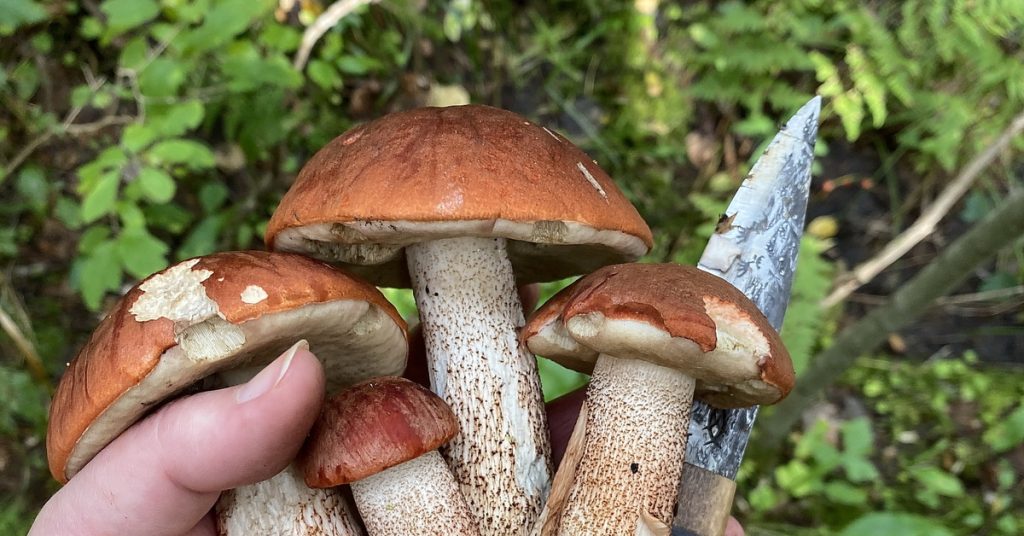 Подосиновики Leccinum spp