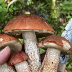 Подосиновики Leccinum spp