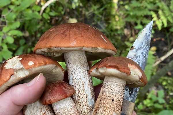 Подосиновики Leccinum spp
