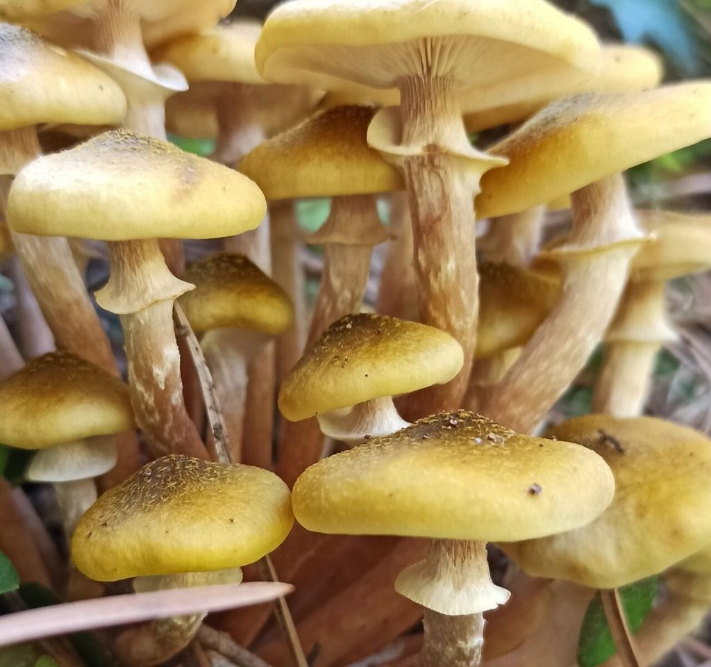 Когда начнётся слой осенних опят Armillaria mellea в Подмосковье