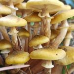Когда начнётся слой осенних опят Armillaria mellea в Подмосковье