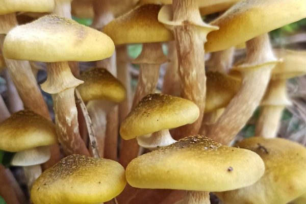Когда начнётся слой осенних опят Armillaria mellea в Подмосковье