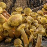 Опята Armillaria появились в Подмосковье после прохладных дождей