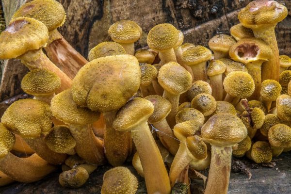 Опята Armillaria появились в Подмосковье после прохладных дождей