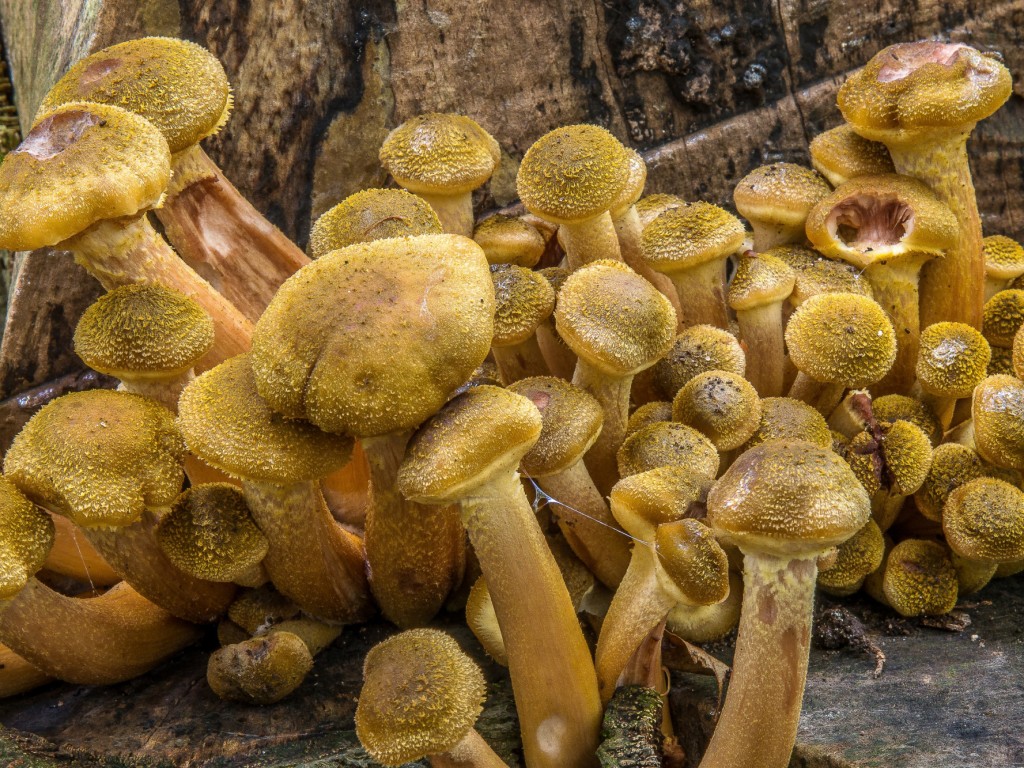 Опята Armillaria появились в Подмосковье после прохладных дождей