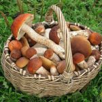 Можно ли класть незнакомые грибы в корзину со съедобными?