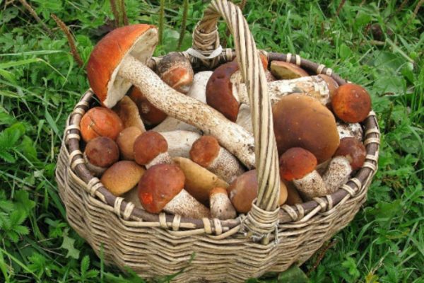 Можно ли класть незнакомые грибы в корзину со съедобными?