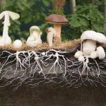 Грибница страдает от уплотнения лесной почвы