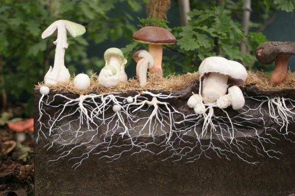Грибница страдает от уплотнения лесной почвы