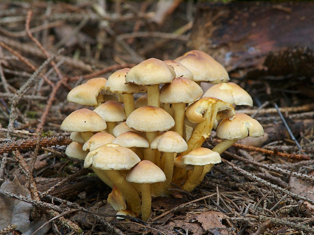 Опёнок Armillaria mellea и ложные опята — различия в кольце, ножке и пластинках