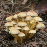 Опёнок Armillaria mellea и ложные опята — различия в кольце, ножке и пластинках