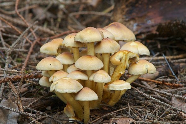 Опёнок Armillaria mellea и ложные опята — различия в кольце, ножке и пластинках
