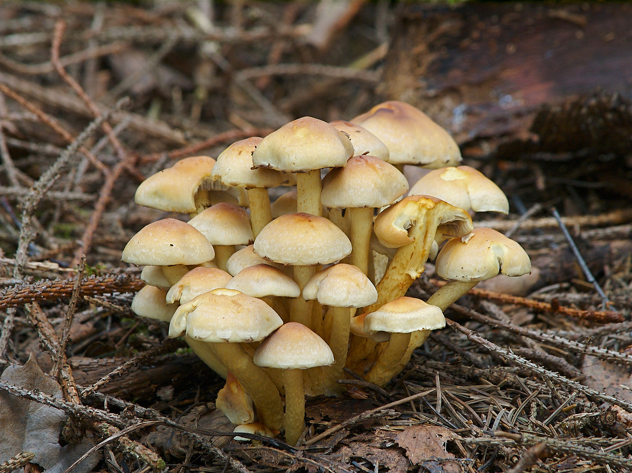 Опёнок Armillaria mellea и ложные опята — различия в кольце, ножке и пластинках