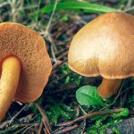 Маслёнок Suillus luteus и перечный гриб сравнивают по 7 признакам