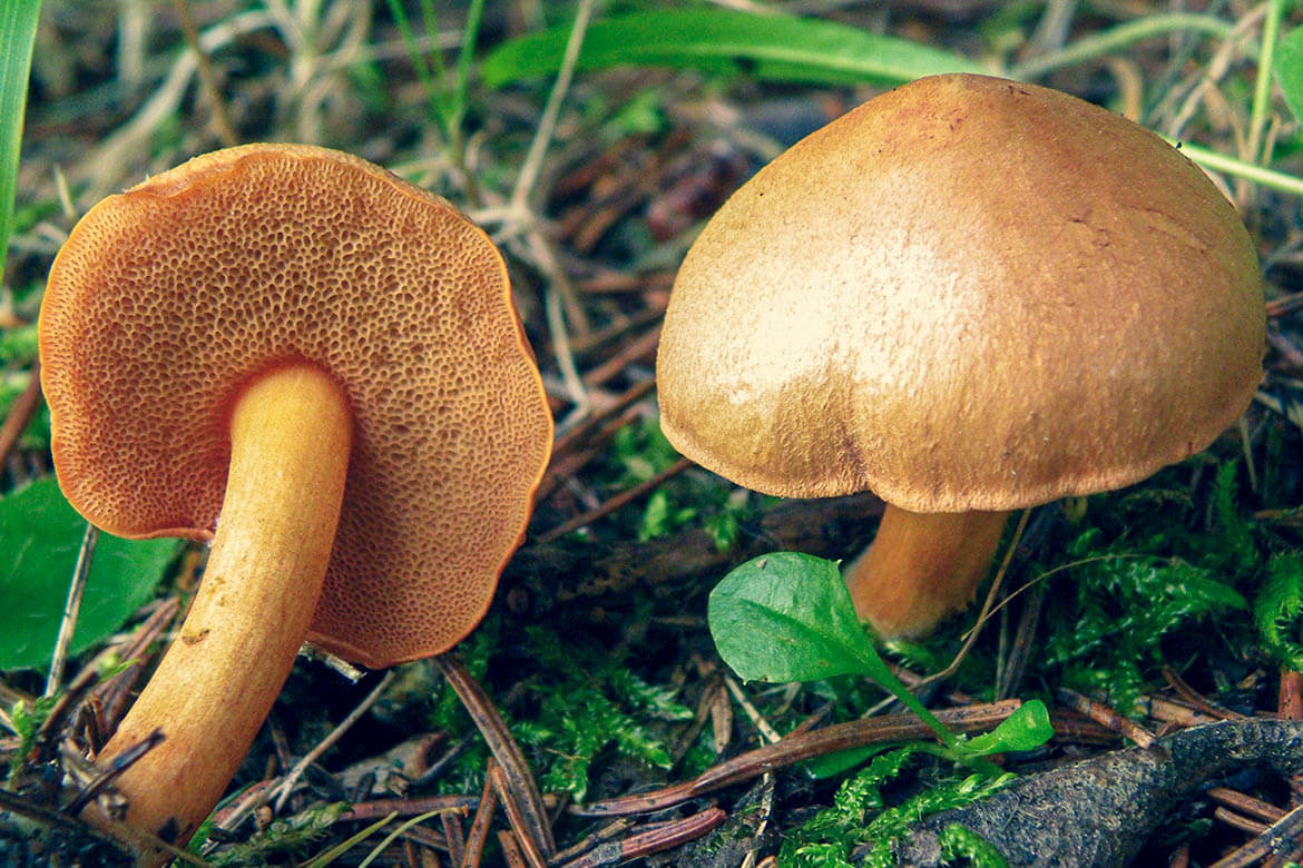 Маслёнок Suillus luteus и перечный гриб сравнивают по 7 признакам