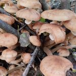 Осенние опята Armillaria проверяют по шляпке, пластинкам и ножке