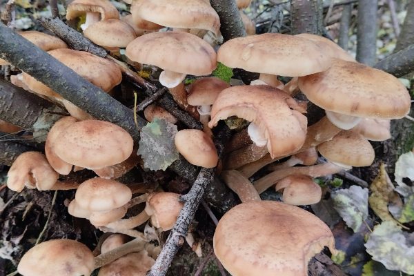 Осенние опята Armillaria проверяют по шляпке, пластинкам и ножке